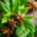 Anise seeds and their vibrant green leaves