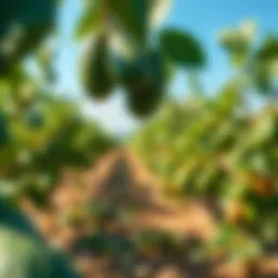 A picturesque avocado orchard under a clear blue sky