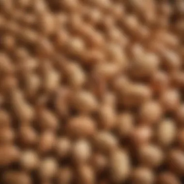 Close-up of pine nuts showcasing their unique texture and color