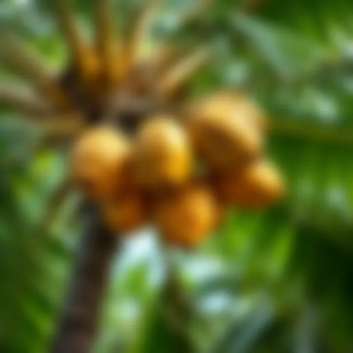 Coconut tree with ripe coconuts