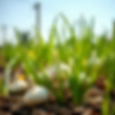 Healthy garlic plants thriving in the garden