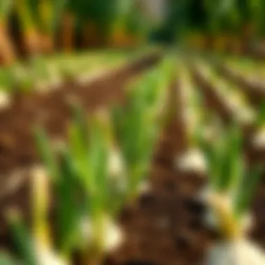 Garlic cloves being planted in rows