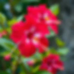 Vibrant hibiscus flowers in full bloom