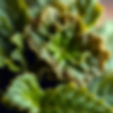 Close-up of nettle leaves showing their texture