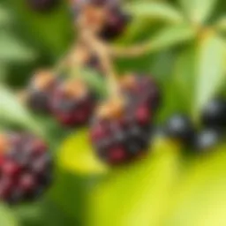 Black mulberry in a natural setting