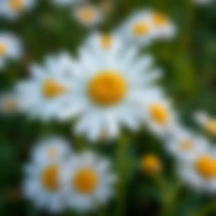 Chamomile flowers in full bloom, radiating calm