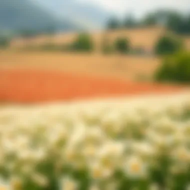 Expansive Salep Field An expansive field cultivated with salep, illustrating sustainable farming.